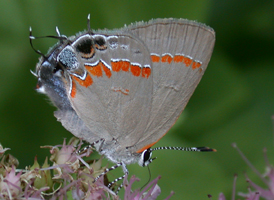 Red-banded Hairstreak Red-banded Hairstreak
